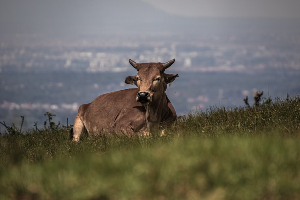 a cow sitting in a field with a city in the background