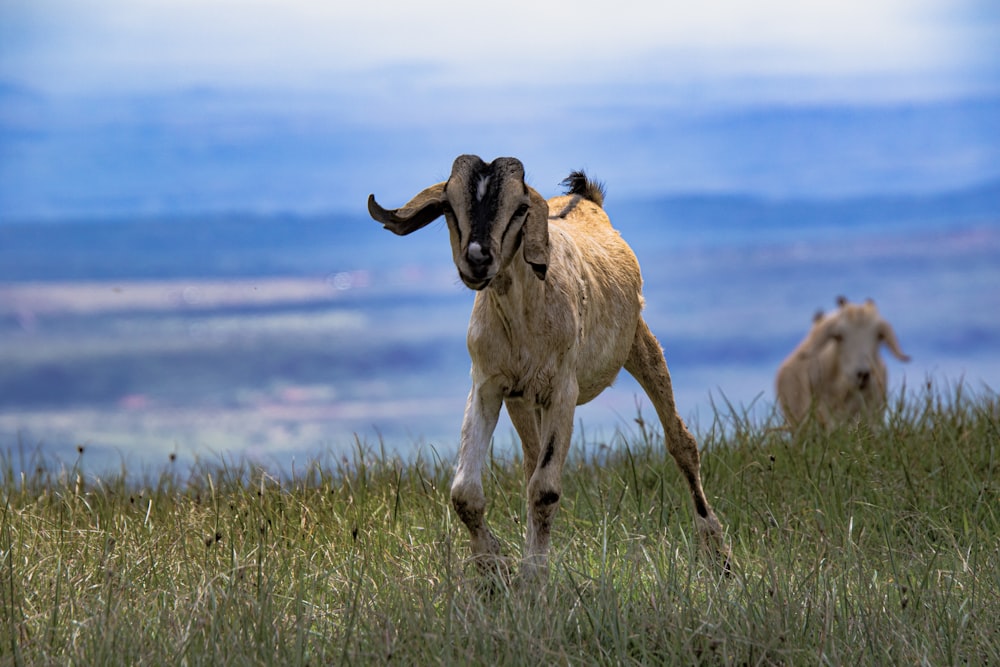 a ram running in a grassy field with mountains in the background