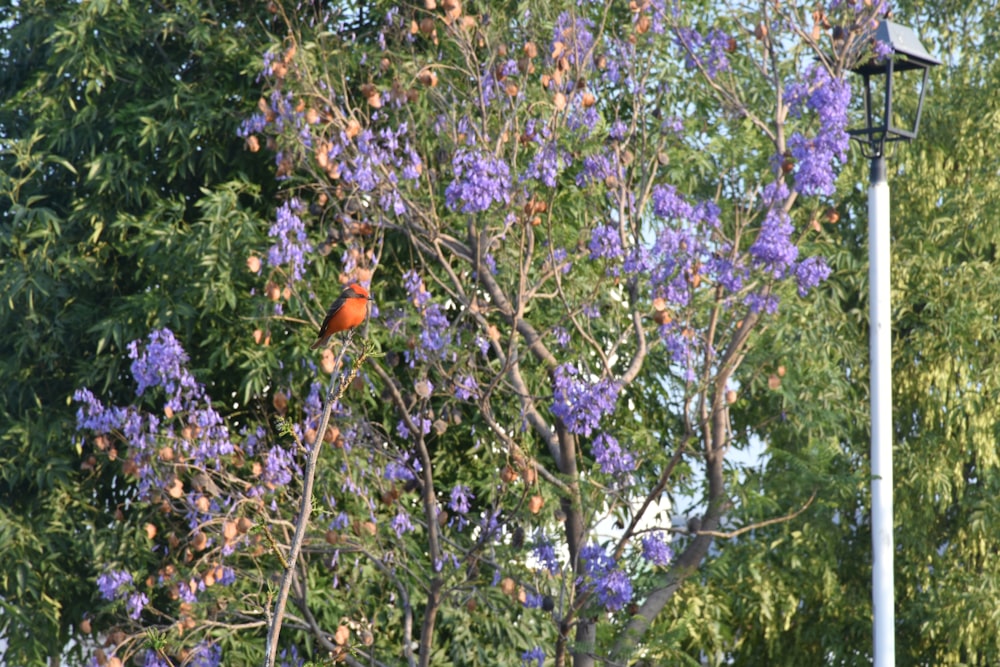 Ein Vogel sitzt auf einem Baum mit violetten Blüten