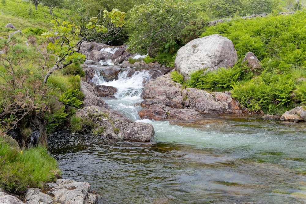 a stream running through a lush green forest