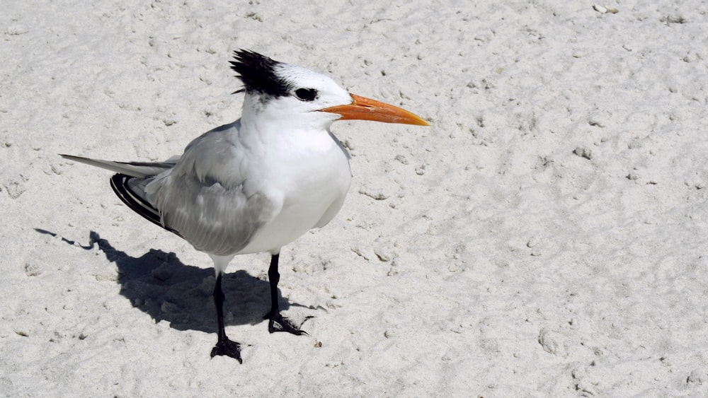 a seagull standing in the sand on the beach