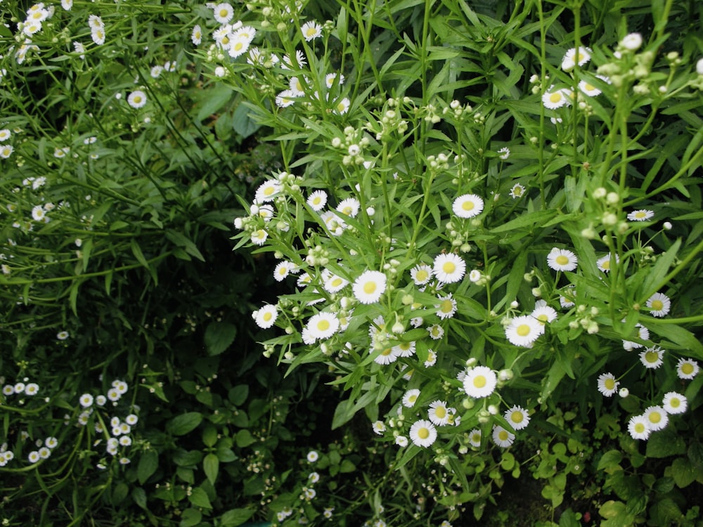 a bunch of flowers that are in the grass