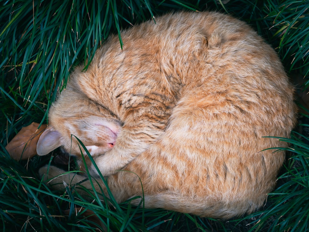 a cat curled up sleeping in the grass