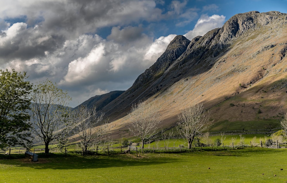 a grassy field with trees and mountains in the background