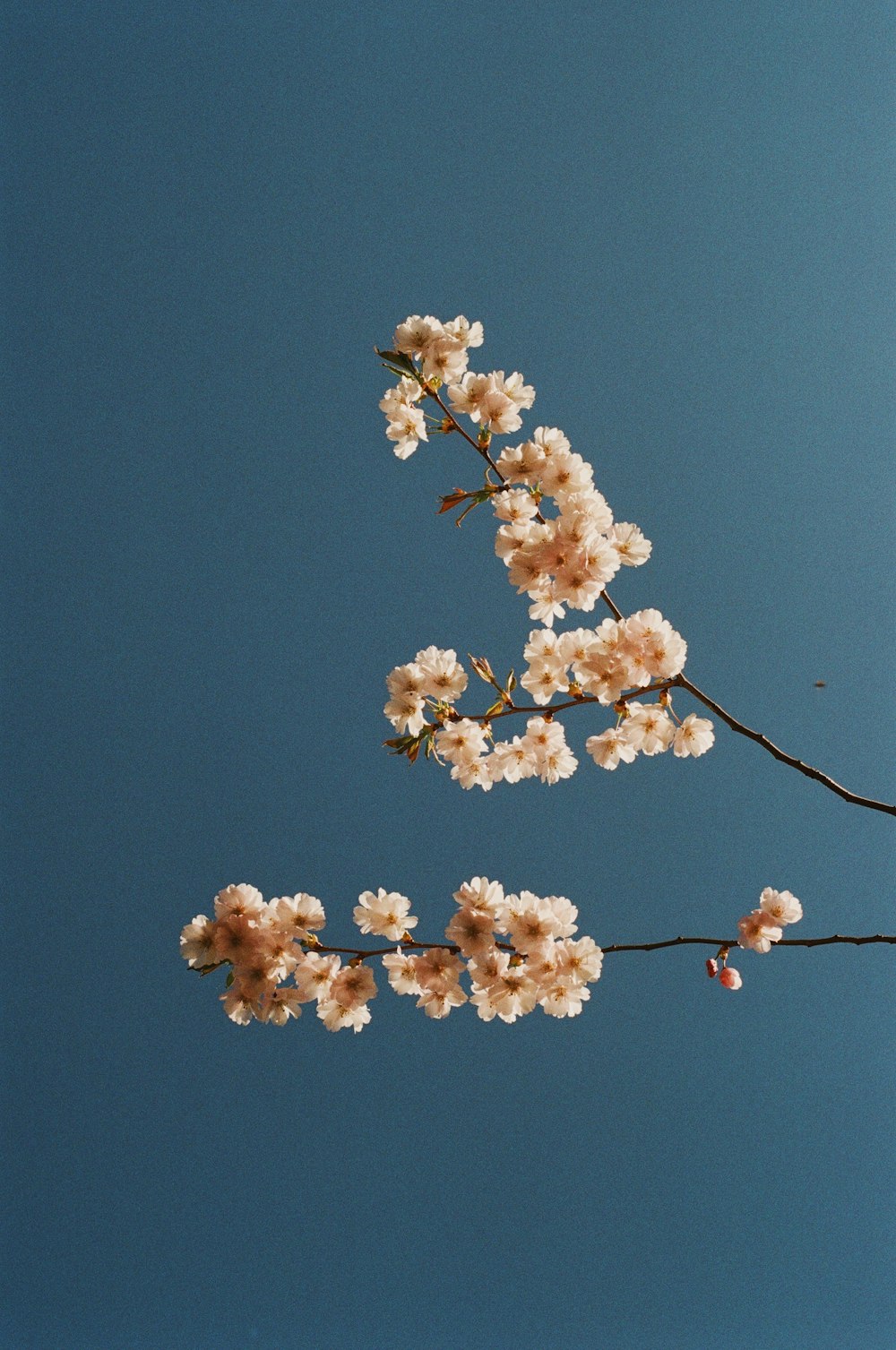 a branch of a blossoming cherry tree against a blue sky