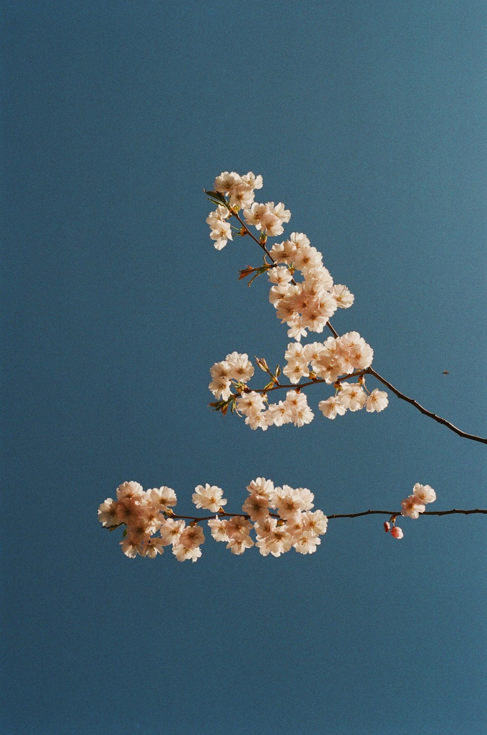 una rama de un cerezo en flor contra un cielo azul