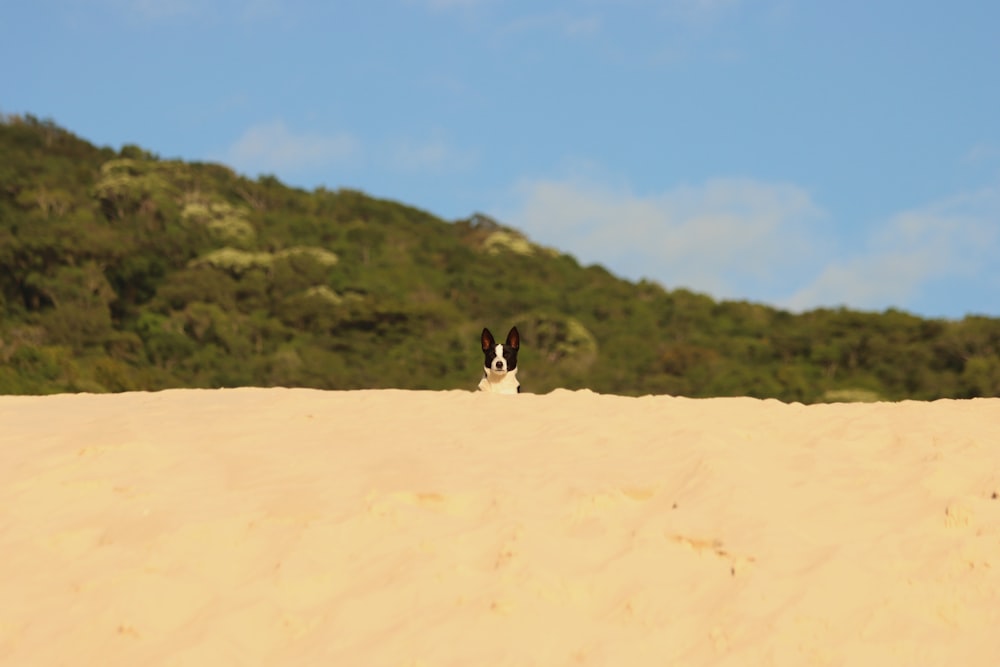 a dog sitting on top of a sandy hill