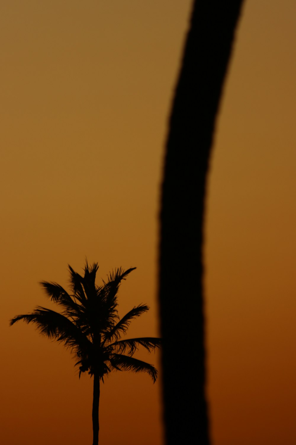 the silhouette of a palm tree against a sunset sky