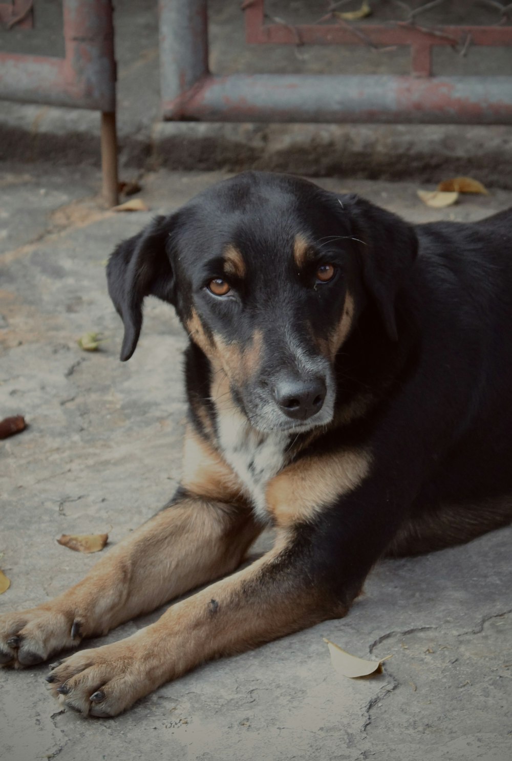 un perro negro y marrón tirado en el suelo