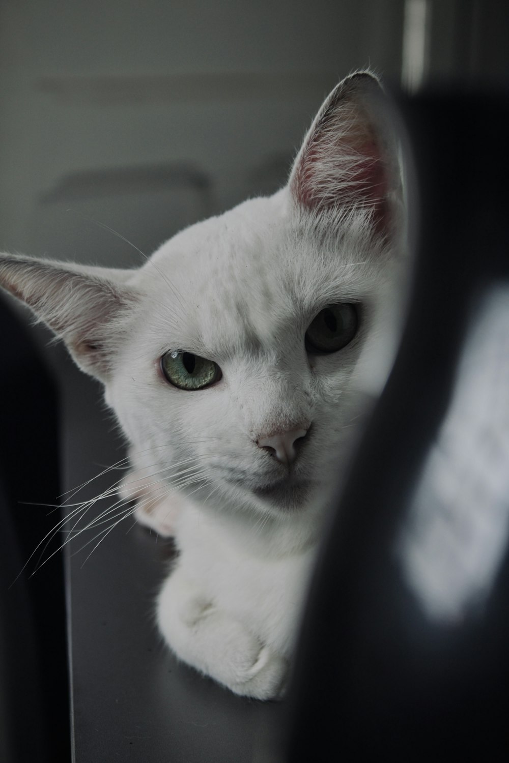 a white cat sitting on top of a black chair