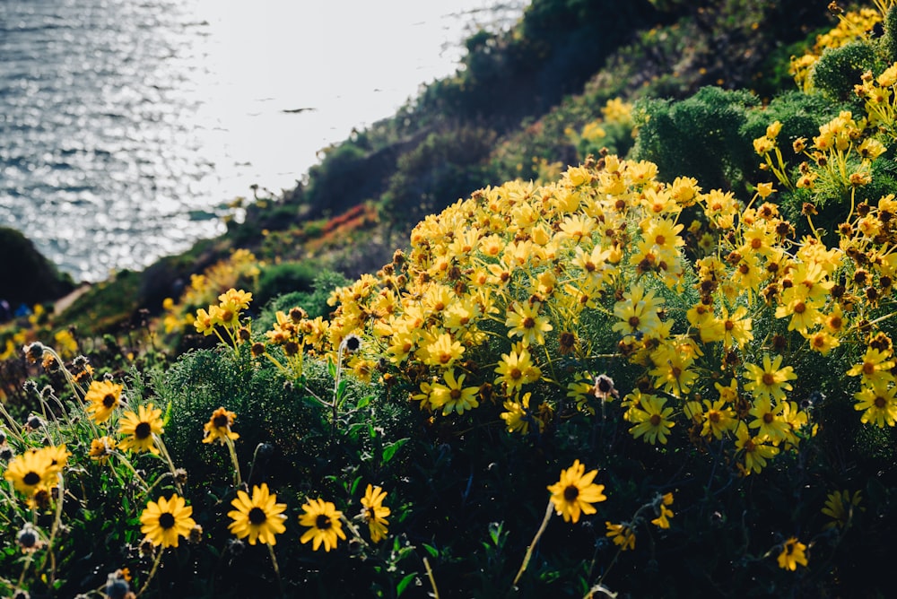 a field of yellow flowers next to a body of water