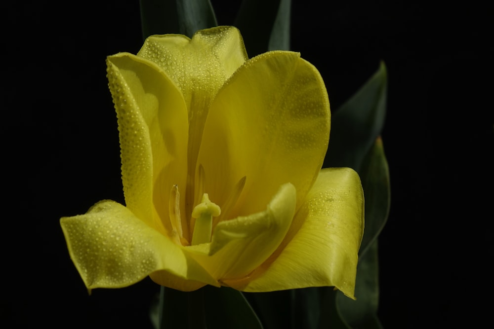 a close up of a yellow flower on a black background