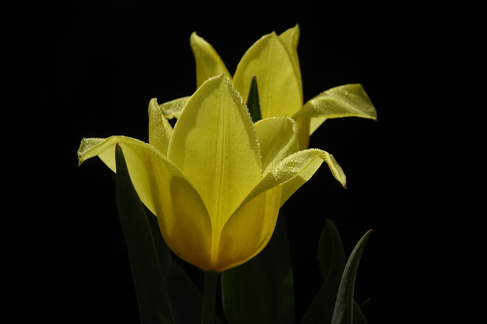 a close up of a yellow flower on a black background