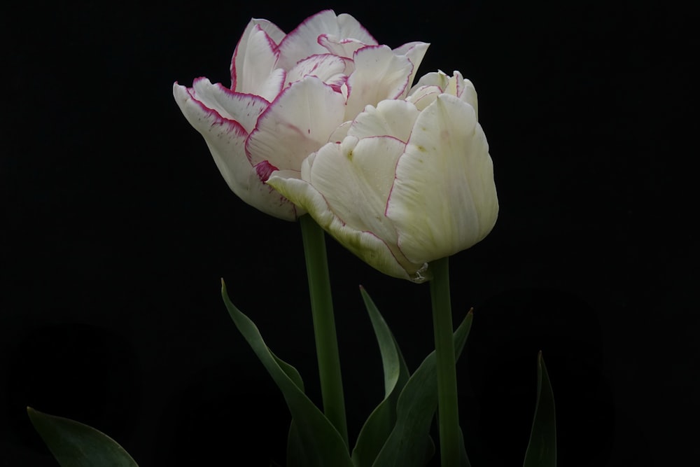 검은 배경에 두 개의 흰색과 분홍색 꽃