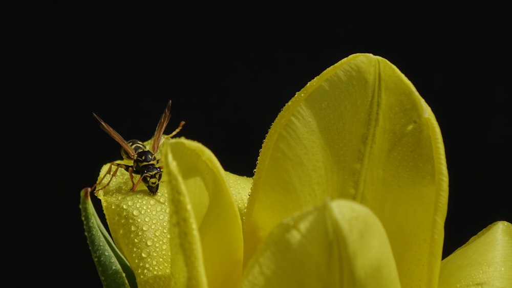 a bug sitting on top of a yellow flower