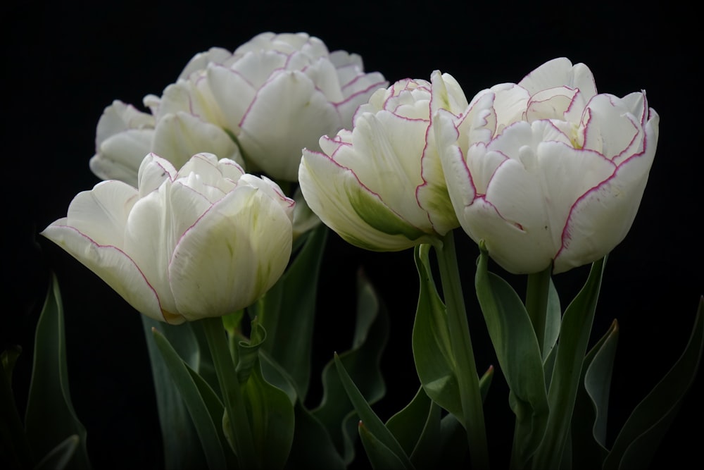 a group of white tulips with a black background