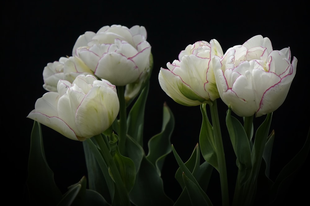 un gruppo di fiori bianchi seduti uno accanto all'altro