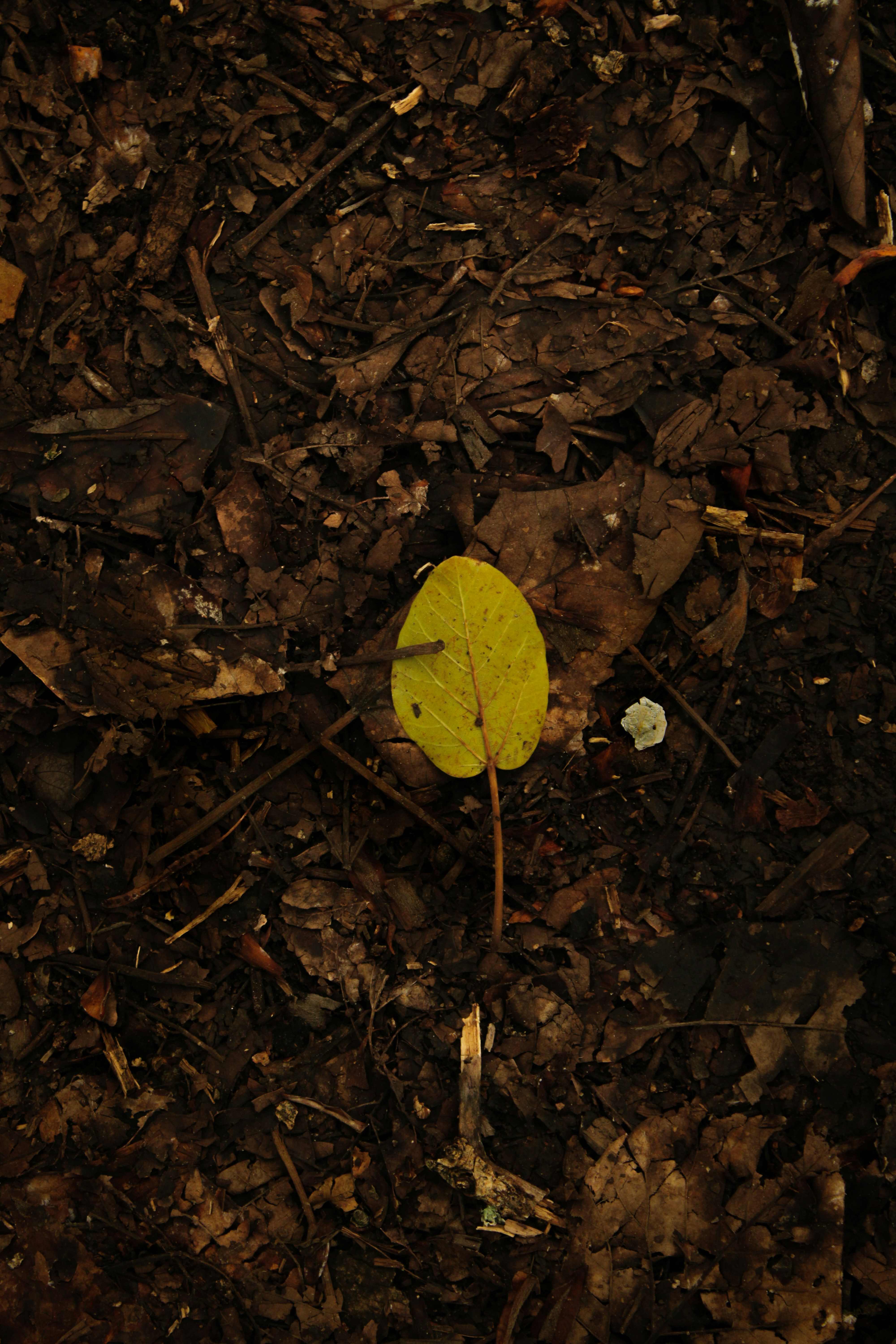 Photo by larissapescada