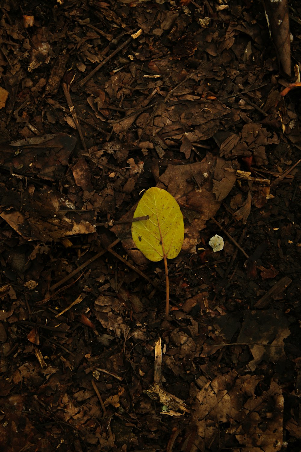 a single yellow leaf on the ground