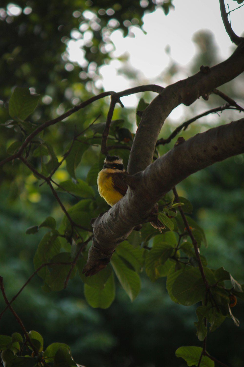 a small yellow bird perched on a tree branch