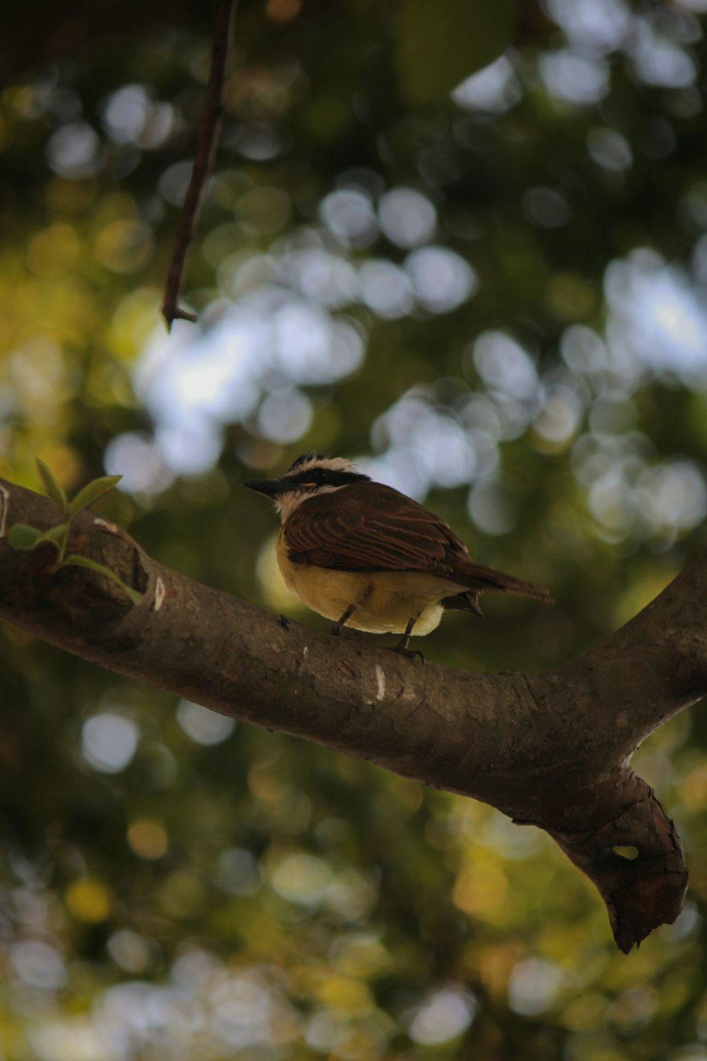 a small bird perched on a tree branch