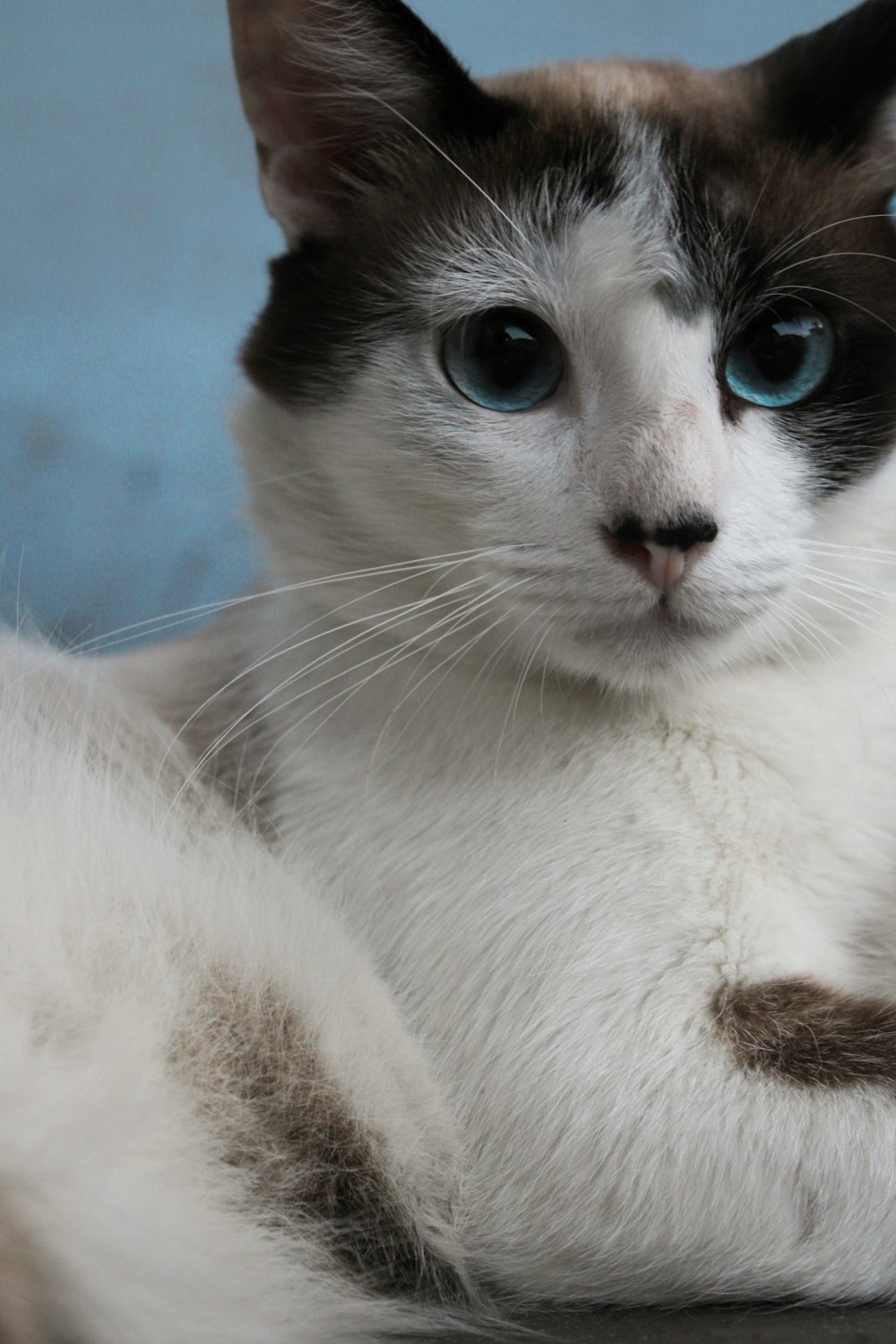 a close up of a cat with blue eyes