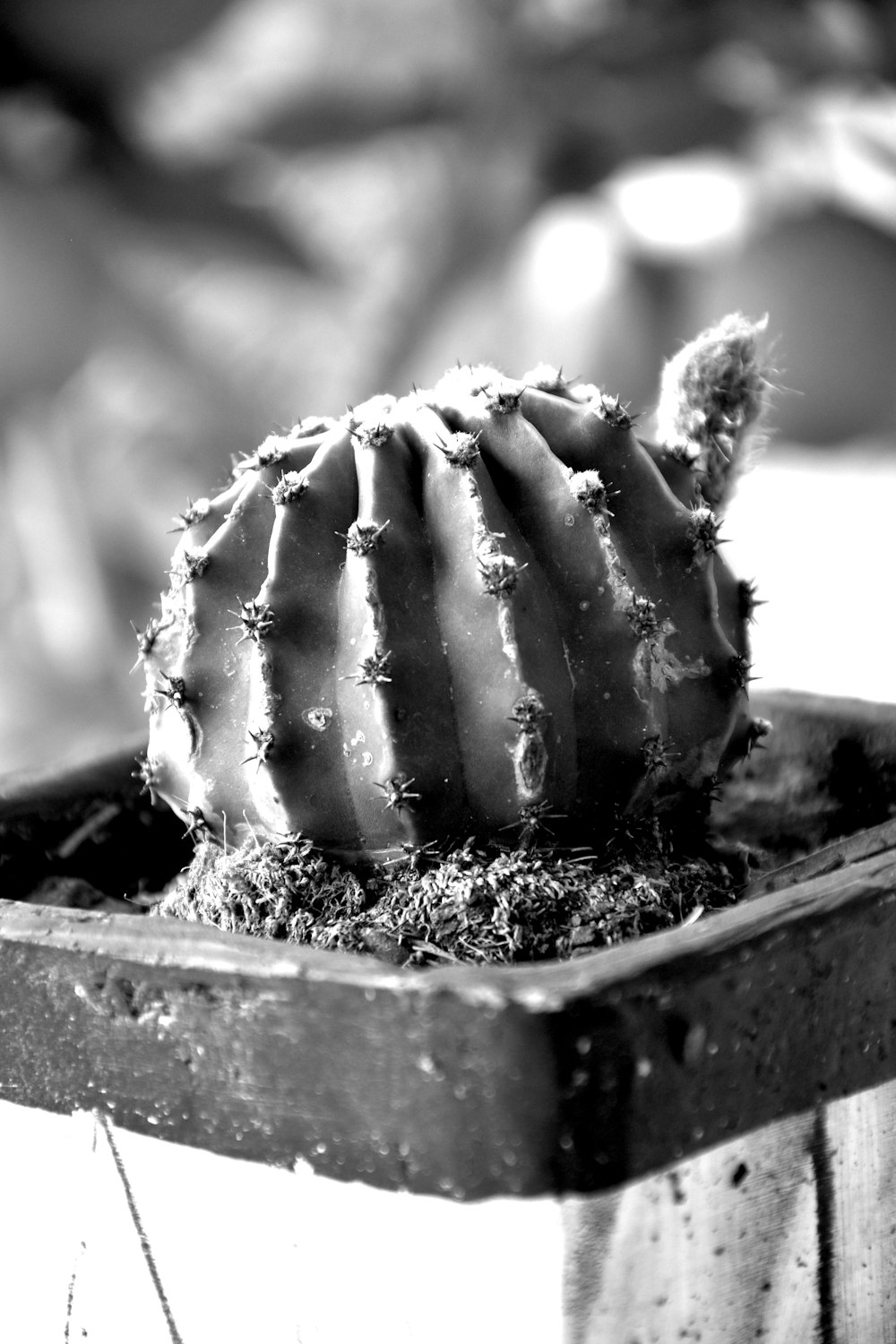 Una foto en blanco y negro de un cactus en una maceta