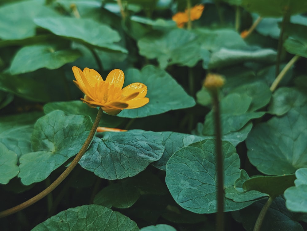 a close up of a yellow flower surrounded by green leaves