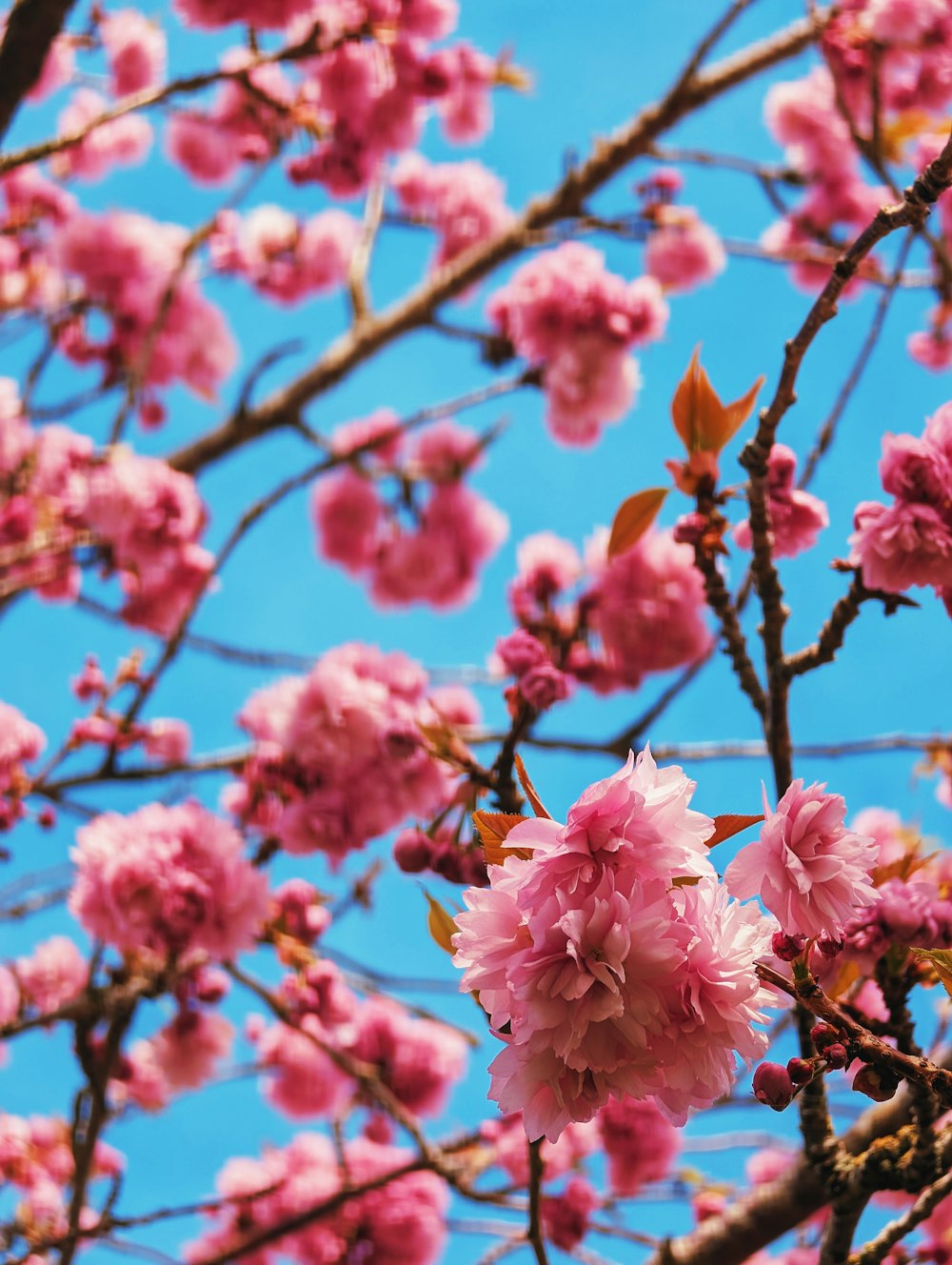 pink flowers are blooming on the branches of a tree