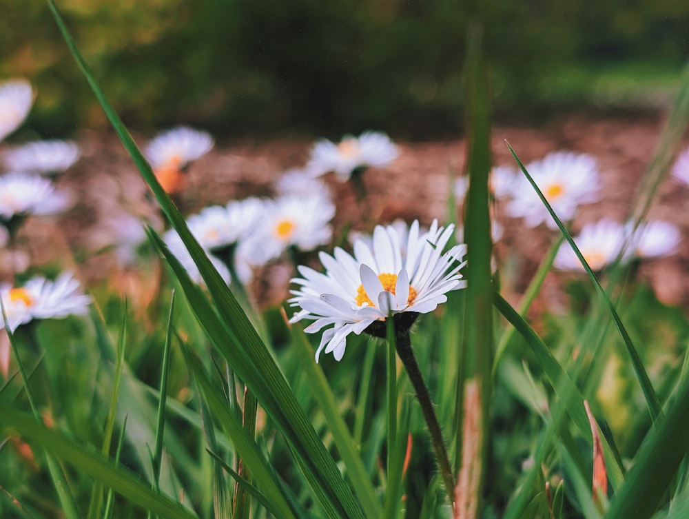 a bunch of white flowers that are in the grass