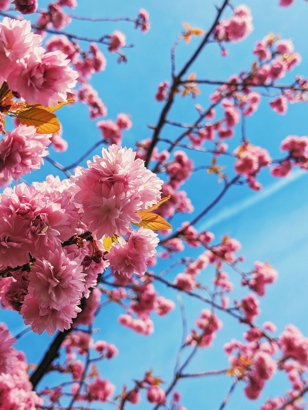 um ramo de flores cor-de-rosa em uma árvore
