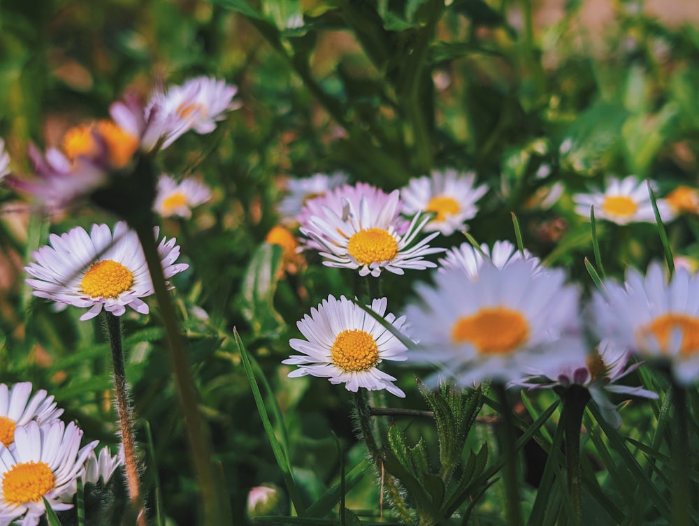 a bunch of white and yellow flowers in a field