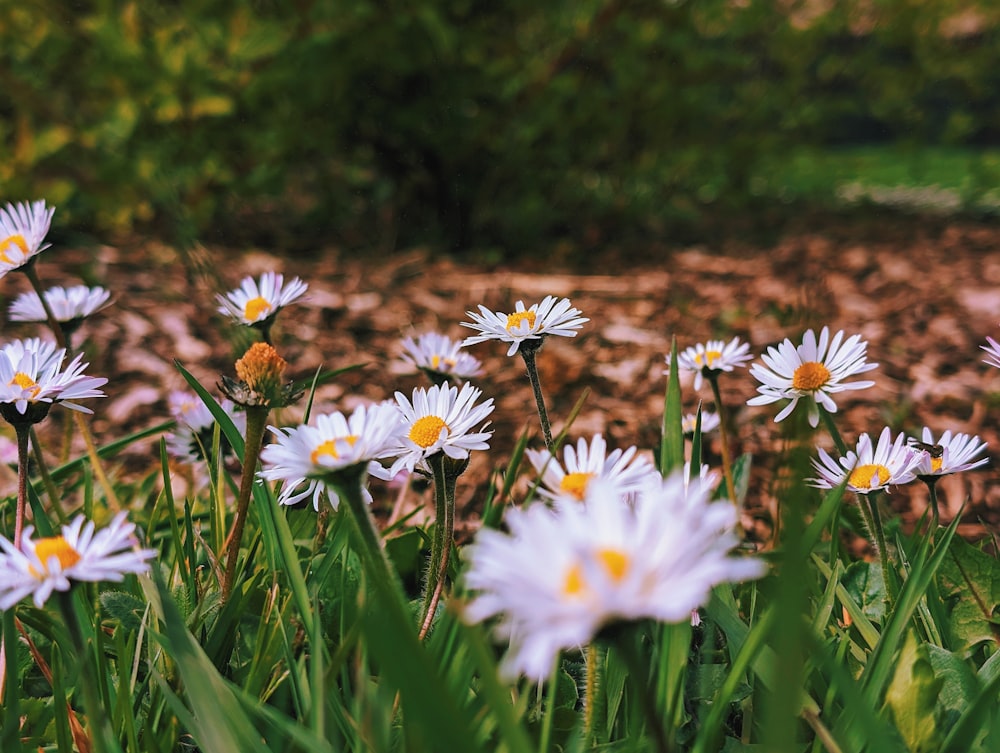 a bunch of white flowers that are in the grass