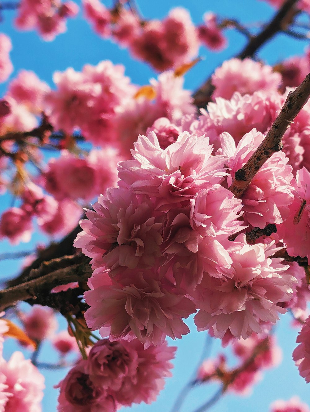 a bunch of pink flowers on a tree