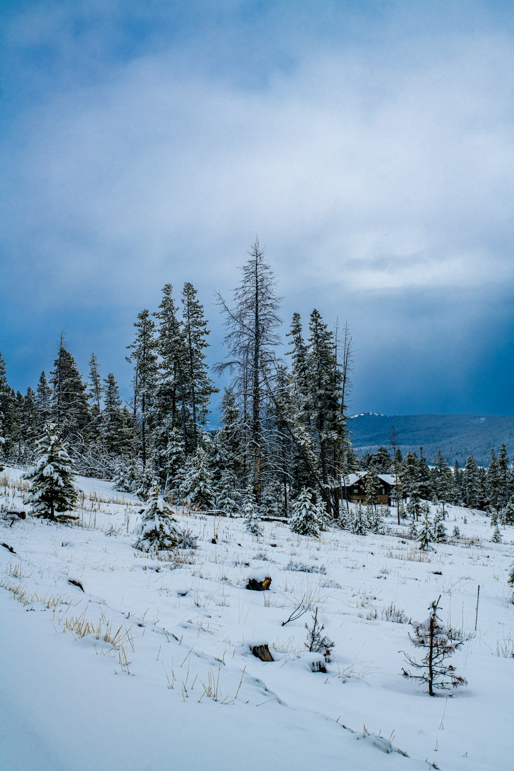 a snow covered field with trees in the background