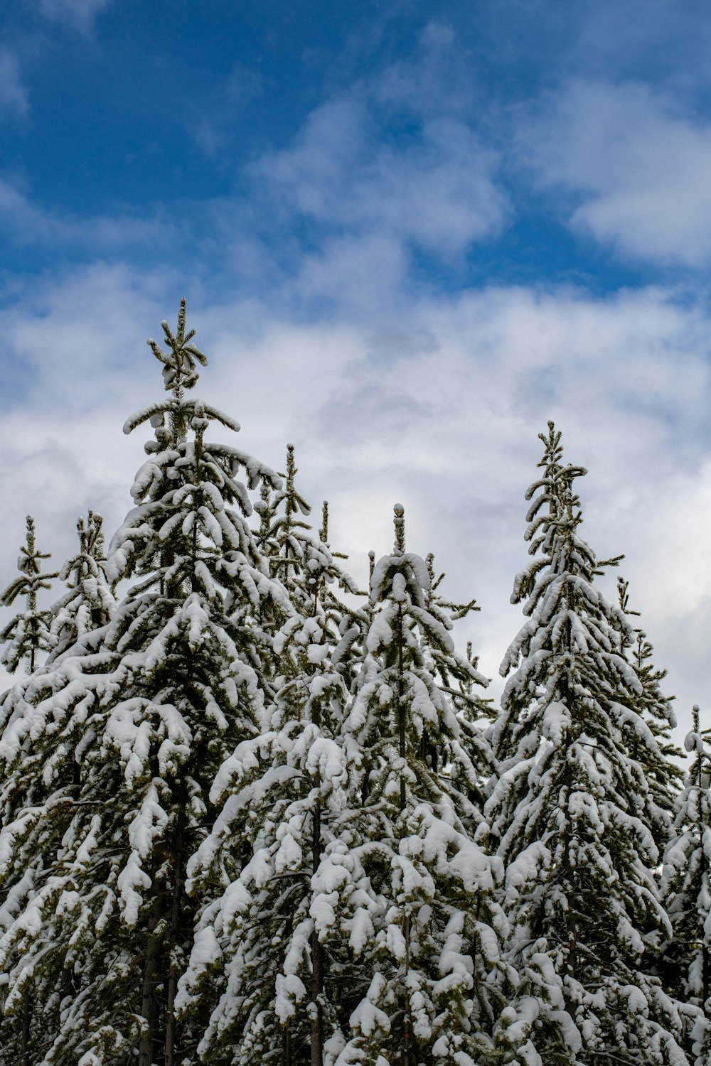 a group of pine trees covered in snow