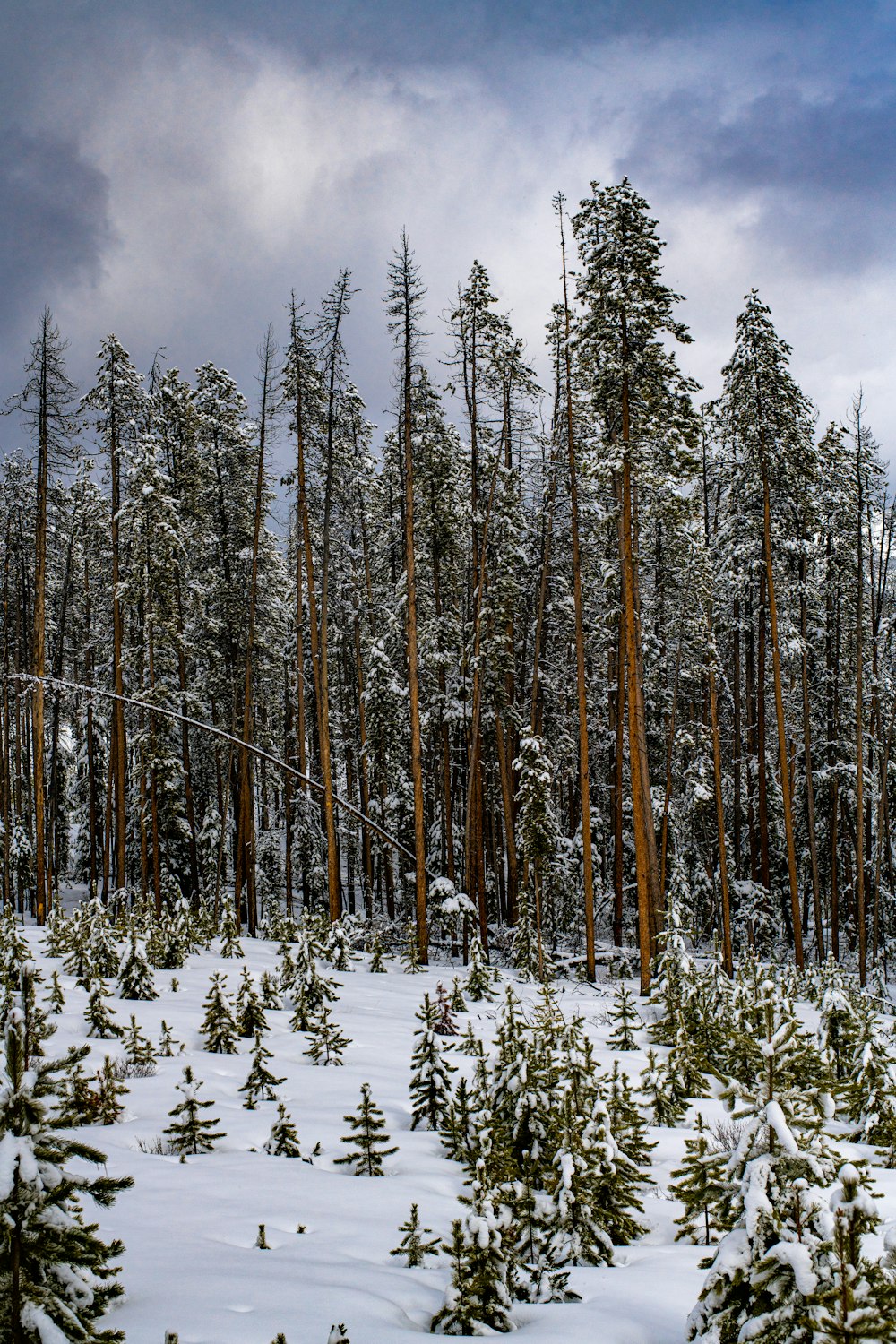 a forest filled with lots of trees covered in snow