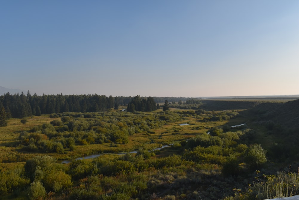 a river running through a lush green forest