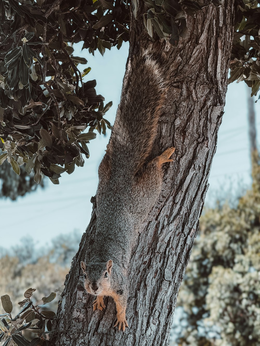 a squirrel climbing up the side of a tree