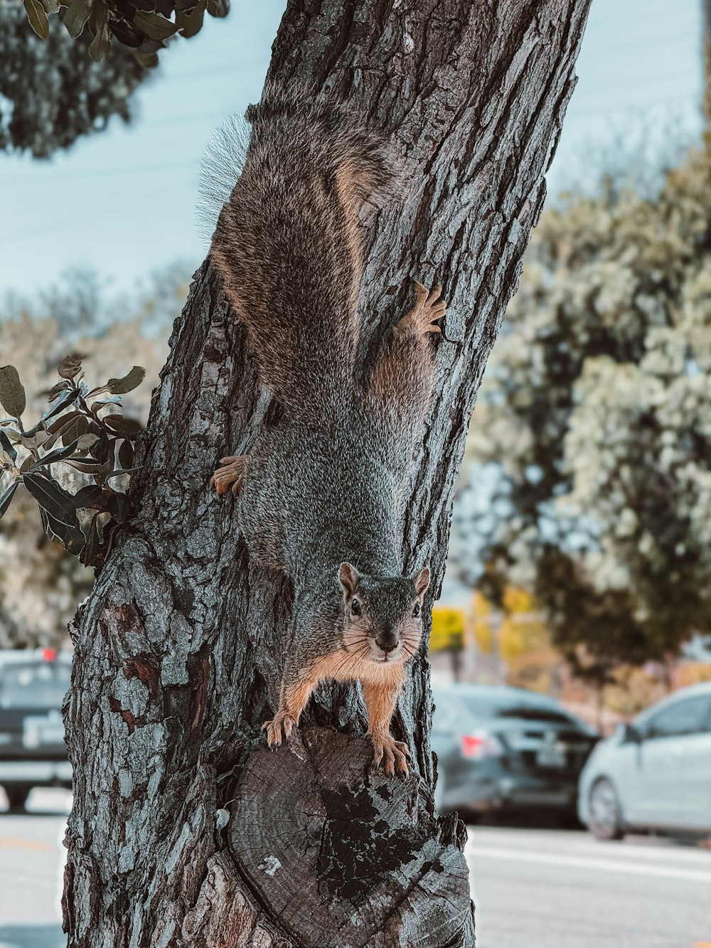 a squirrel is sitting on the bark of a tree