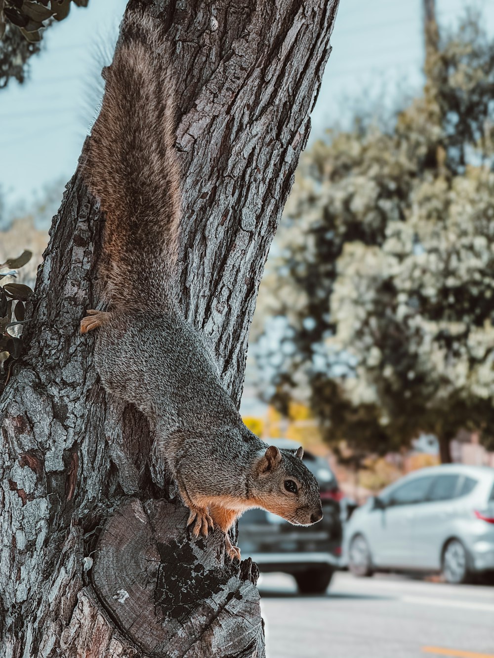 a squirrel is climbing up the side of a tree