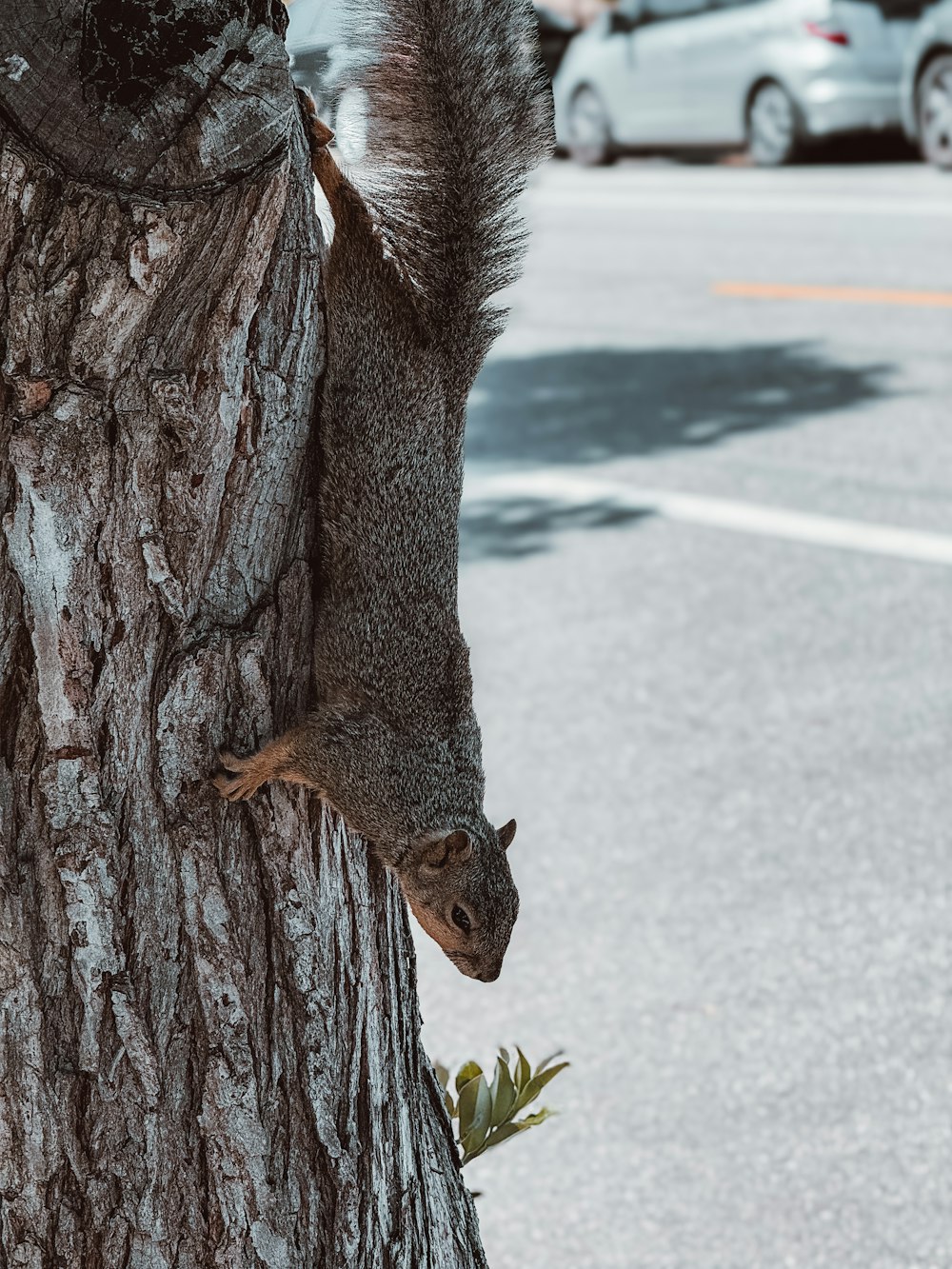 a squirrel climbing up the side of a tree