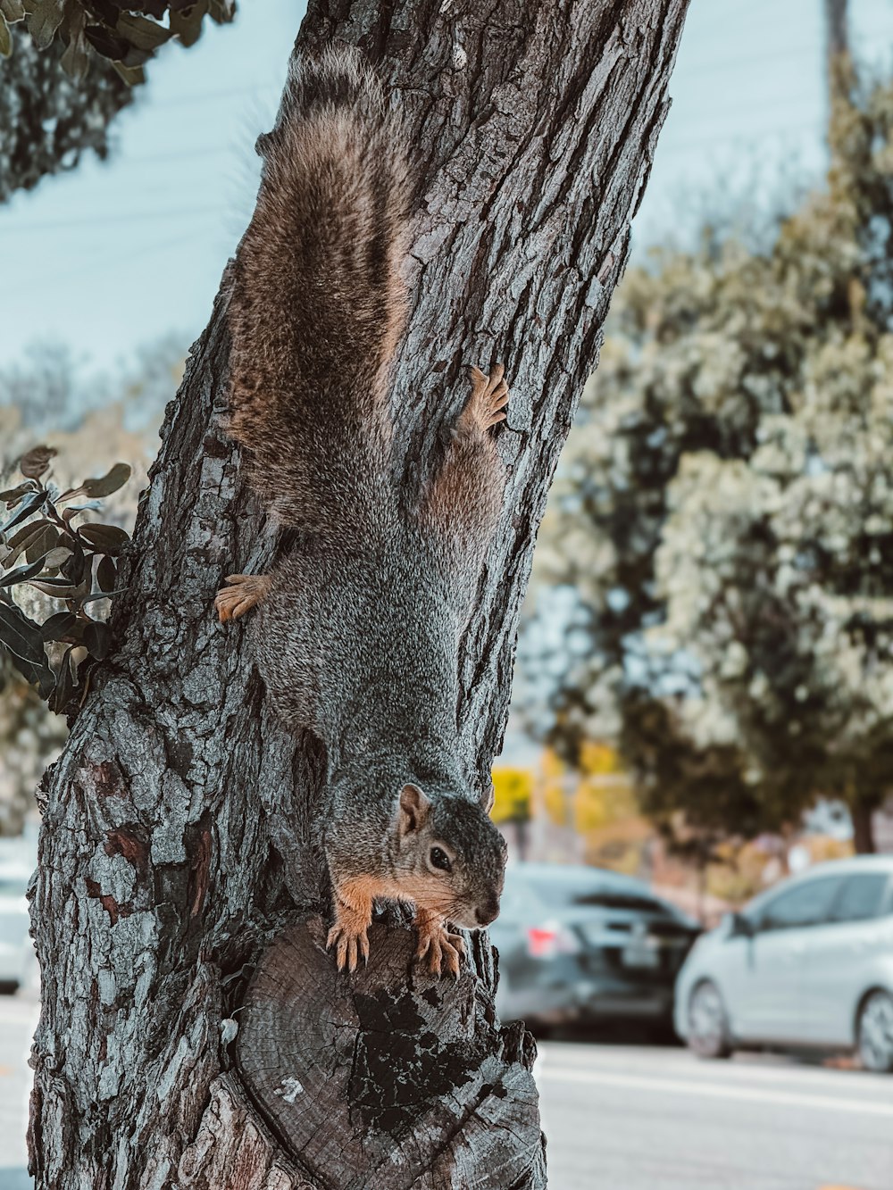 a squirrel is climbing up the side of a tree