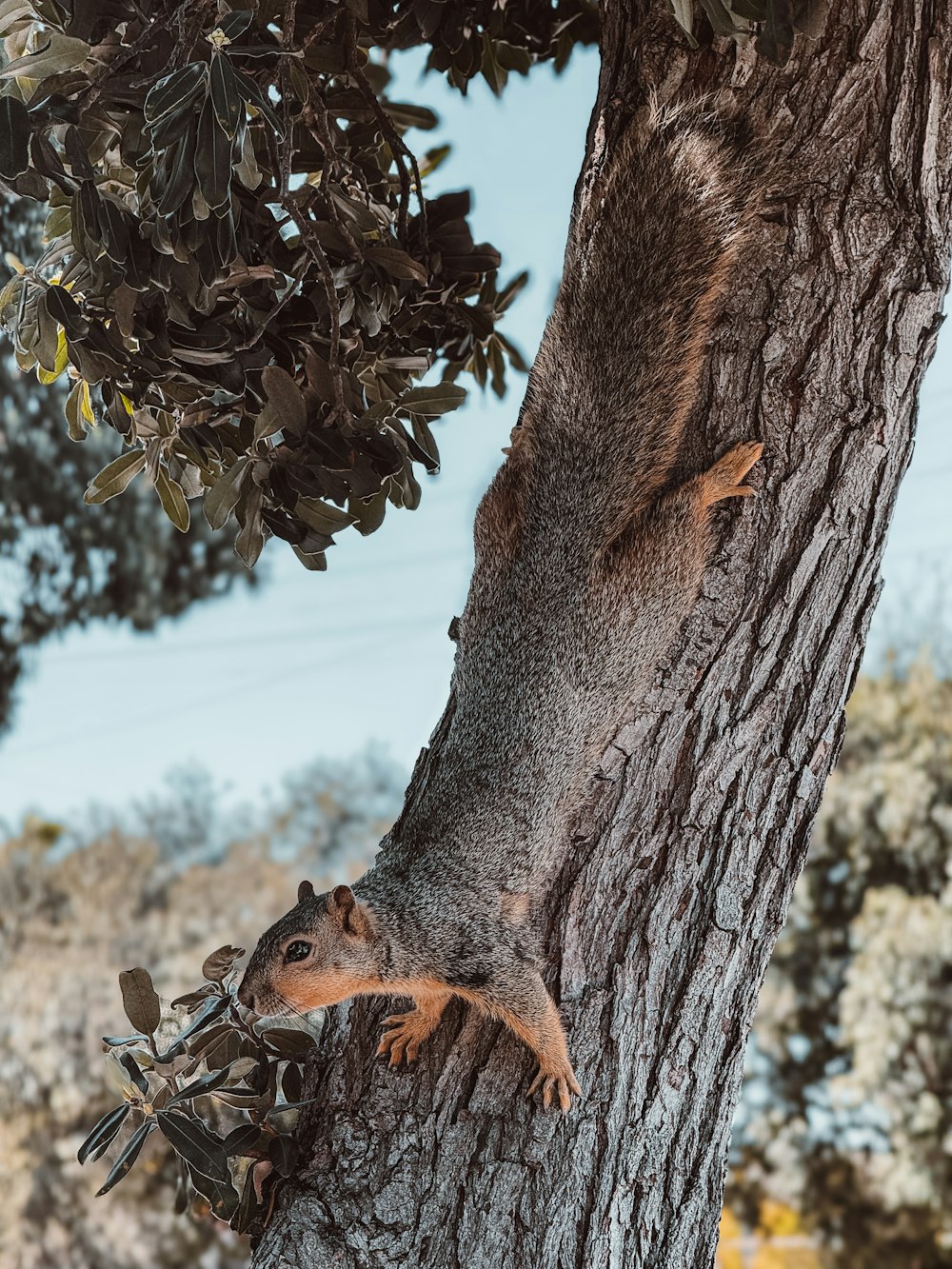 나무 옆으로 기어오르는 다람쥐