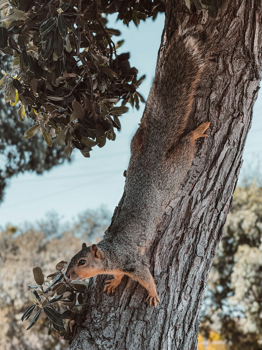 a squirrel climbing up the side of a tree