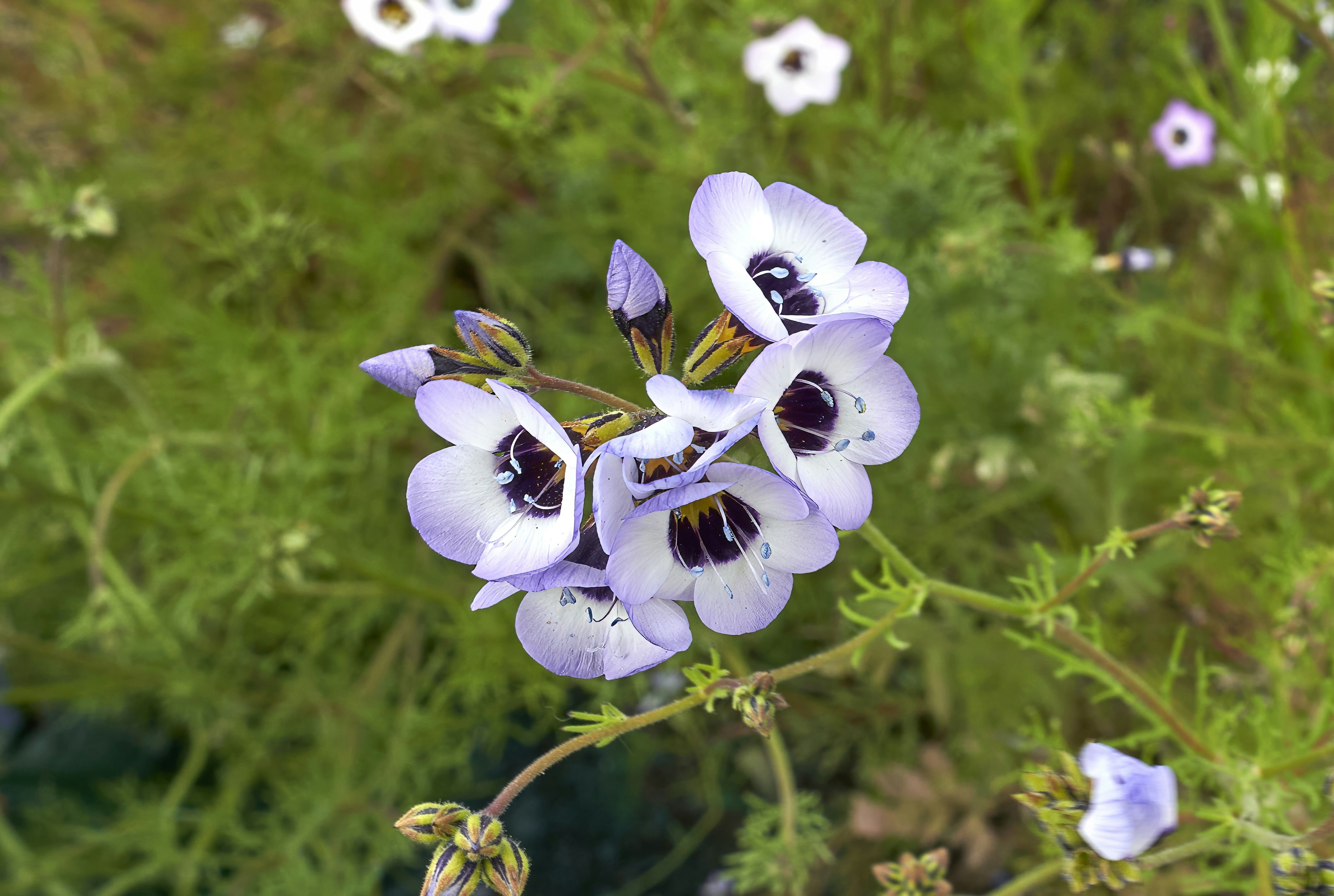 a group of purple and white flowers in a field