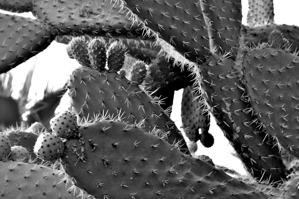 a black and white photo of a cactus