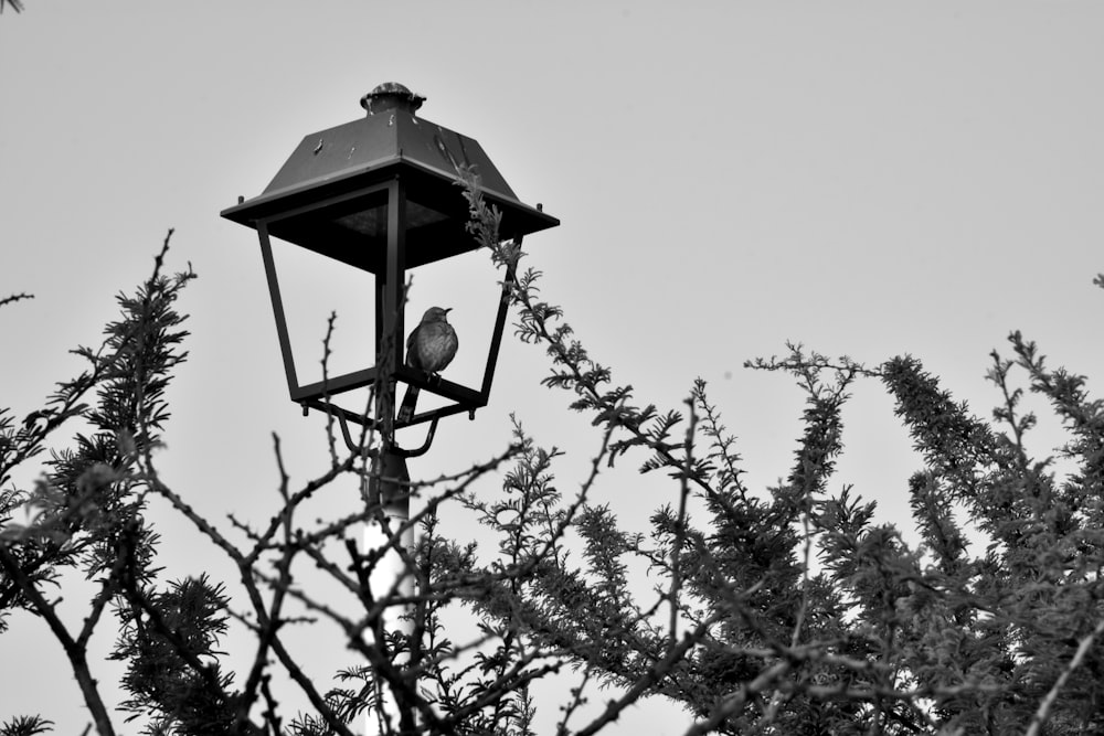 a black and white photo of a bird perched on a lamp post