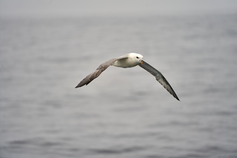 a seagull flying over a body of water