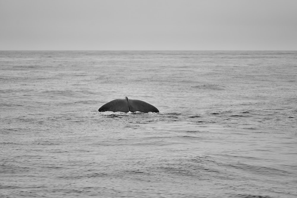 a black and white photo of an umbrella floating in the ocean